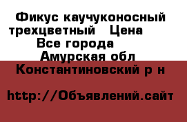 Фикус каучуконосный трехцветный › Цена ­ 500 - Все города  »    . Амурская обл.,Константиновский р-н